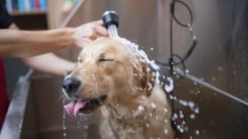 Otra ciudad se apunta a la moda de las duchas caninas