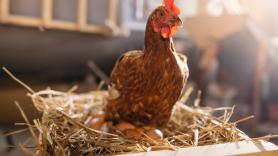 Una gallina pone su primer huevo y lo que encuentran dentro solo ocurre 1 de cada 25 millones de veces