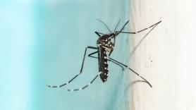 La OCU alerta sobre la propagación en España de los mosquitos más peligrosos para el ser humano
