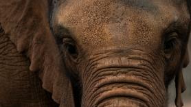Un parque español rompe la estadísticas con la reproducción de elefantes