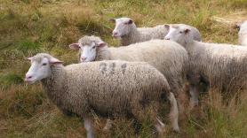 Inscriben a cuatro ovejas en un aula para evitar el cierre de una escuela