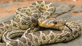 Esta es la especie agigantada de la serpiente que tiene en vilo a Ibiza