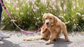 Estos son los riesgos de aplicar productos contra garrapatas en tu perro