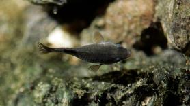 Uno de los peces más extraños del planeta bate récords de reproducción en el 'Agujero del Diablo'