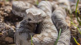 Estas son las 5 serpientes con el veneno más letal en España