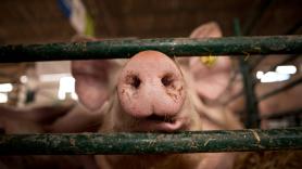 Denuncian una nueva granja de los horrores de cerdos con sello de bienestar animal