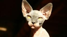 El curioso gato egipcio: el felino sin pelo originario de una mutación