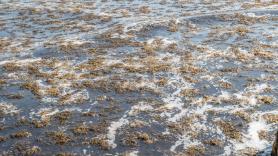 El problema del alga asiática se convierte en una catástrofe de las playas españolas