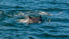 Galicia sufre una misteriosa avalancha de cetáceos muertos