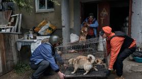 El plan de voluntarios ucranianos para salvar a las víctimas inesperadas de la invasión rusa: los animales