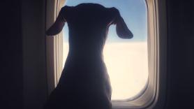 Nace la primera aerolínea para perros del mundo