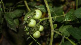 Cinco plantas que jamás debes cultivar junto a tus tomates