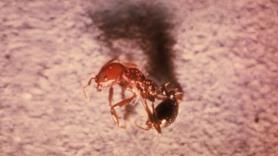 Europa confirma la entrada de la hormiga más letal del mundo