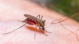 La región de España que prácticamente se queda sin mosquitos peligrosos gracias a la sequía