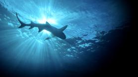 El tiburón muerto en Donosti amenaza con una emergencia sanitaria