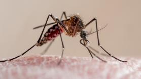 El golpe definitivo a los mosquitos lo tienes en el baño de tu casa