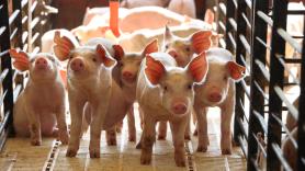 Pánico a los cierres masivos en el sector porcino por una nueva ley