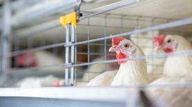 La OMS reporta en México la primera muerte humana por gripe aviar en el mundo