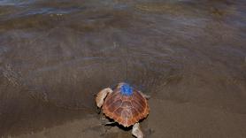 Investigadores españoles preparan la liberación de tortugas bobas amputadas