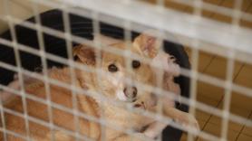Golpe de Euskadi a base de talonario a los dueños de mascotas por abandono animal