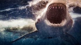 Los 3 métodos para salir ileso del ataque de un tiburón peligroso