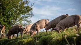 China toma represalias y pone en el punto de mira al cerdo español