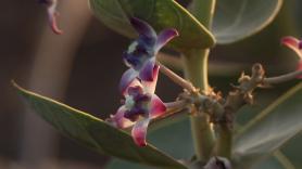 Un árbol de la seda cambia el paisaje en Canarias