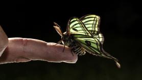 El kilómetro cero de la preciosa mariposa española que se cría en un hábitat único