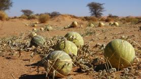 Marruecos da por perdidas las dos cosechas más importantes para España