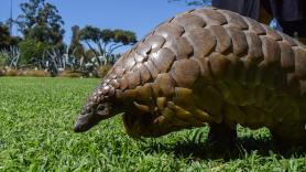 Los aventureros se topan con una bola extraña en medio del bosque, la patean y revelan su forma real para sorpresa de todos
