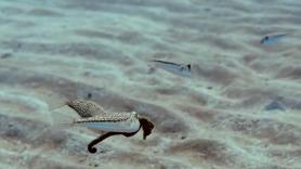 Peces globo atacan a un caballito de mar en el Mediterráneo y alarma a los expertos