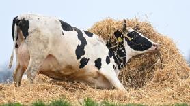 Dinamarca activa un impuesto a las flatulencias de sus vacas