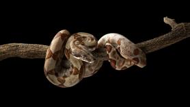 La serpiente 'Ronaldo' de casi 2 metros da luz a 14 crías en un parto 'milagroso'