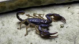 Estos son los siete tipos de escorpiones españoles y sus lugares para anidar