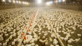 El millonario coste de adaptar los gallineros a la normativa
