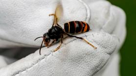 Los insectos más peligrosos que debes evitar este verano