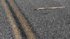 Aparece la inesperada especie invasora sobre ruedas: detienen a la primera serpiente 'motorizada' de Gran Canaria