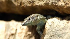 Estas son las diferencias entre un lagarto y una lagartija