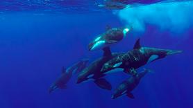 La venta de petardos acuáticos se dispara por las orcas del Estrecho