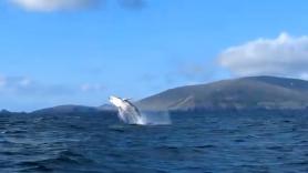 La ballena irlandesa que simula a la orca Willy con su espectacular salto