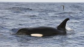 Asombro entre los científicos por la técnica de desorientación que usan las orcas para cazar el pez más grande del mundo