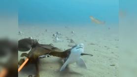 La pelea entre un pulpo maorí y un tiburón ballena que tiene un final inesperado