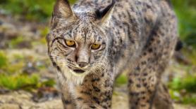 El pueblo perdido de 700 habitantes convertido en el laboratorio de reproducción del lince ibérico en España