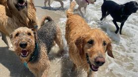 Los expertos advierten de los peligros de este tipo de agua para tus mascotas