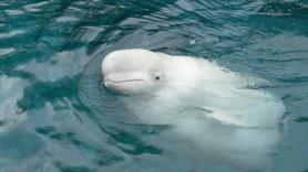 Descubren la causa de la misteriosa muerte de la 'ballena espía' rusa