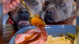 Prepara tal banquete de comida a sus perros que a los propios humanos se le hace la boca agua