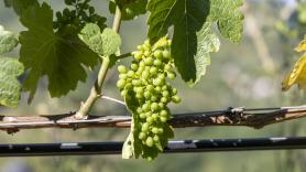 El Bierzo pide apoyo a Valdeorras, Monterrei y Ribeira Sacra frente a la DOP Rueda, que ahora podrá elaborar vinos con uva godello