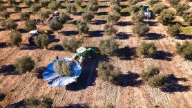 Ni Andalucía ni Castilla-La Mancha: el golpe mortal del aceite de oliva se lo lleva esta región con un desplome del 80% de producción