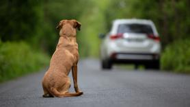 Todo el peso de la nueva ley animal amenaza con 200.000 euros a la dueña de un perro que se fue de compras