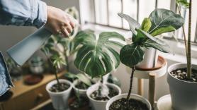 Llega septiembre y estas son las plantas de interior que sobreviven en una habitación sin ventanas